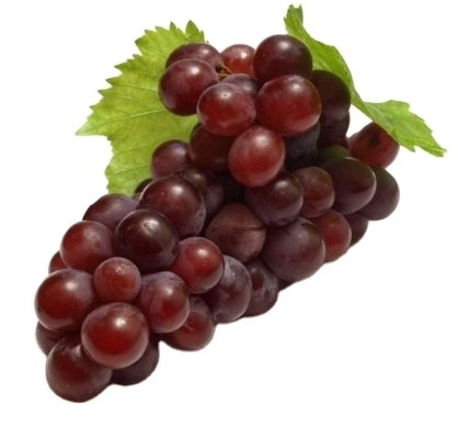 Wholesale price for fresh grapes quality delicious seedless organic grapes