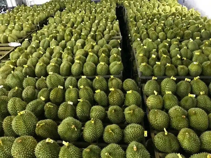 Wholesale frozen durian fruit/ durian puree - Frozen durian fruit on sale - Export worldwide