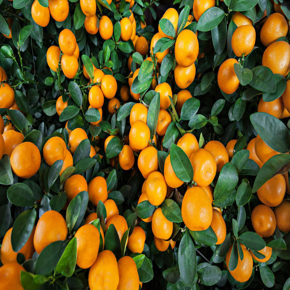 Fresh Orange Valencia Orange Naranja Mexico Fresh Valencia Naval Orange