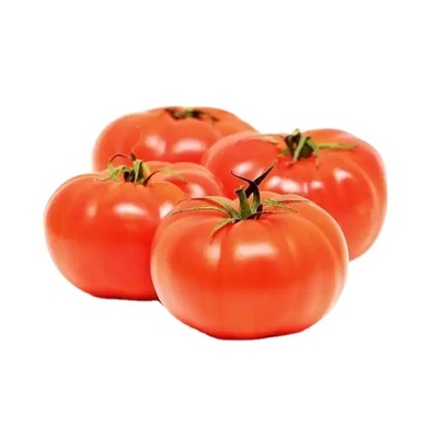 Good quality fresh beef tomatoes in bulk Cherry tomato in bulk Fresh plum tomatoes for sale