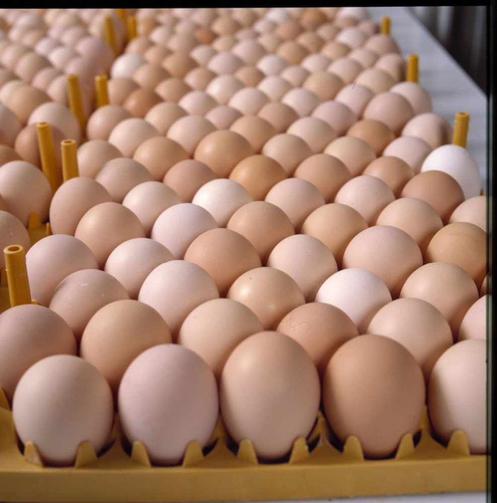 Quality 100% Fresh Table Brown / White Chicken Eggs for sale