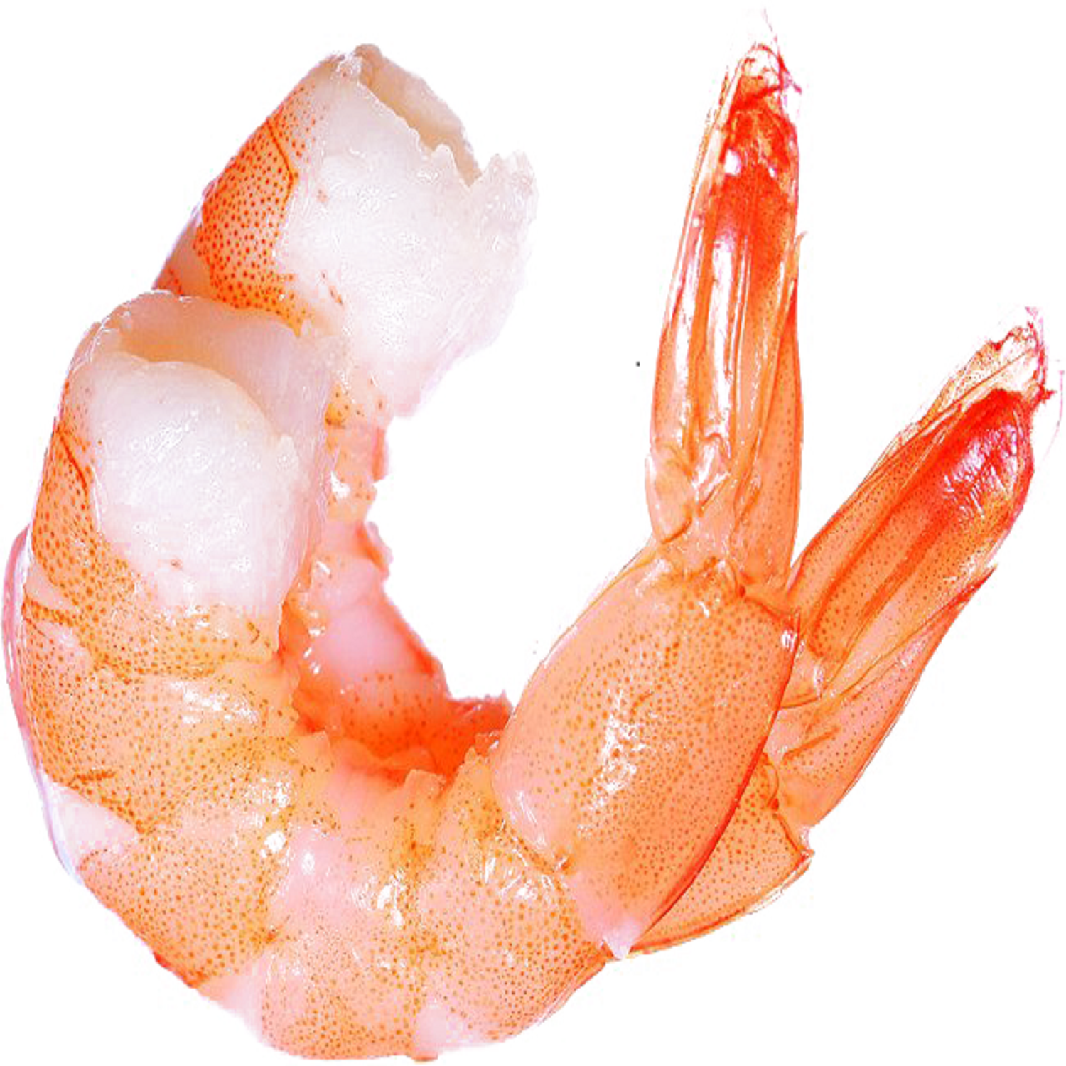 Fresh Frozen Prawn/Natural WILD red Shrimp