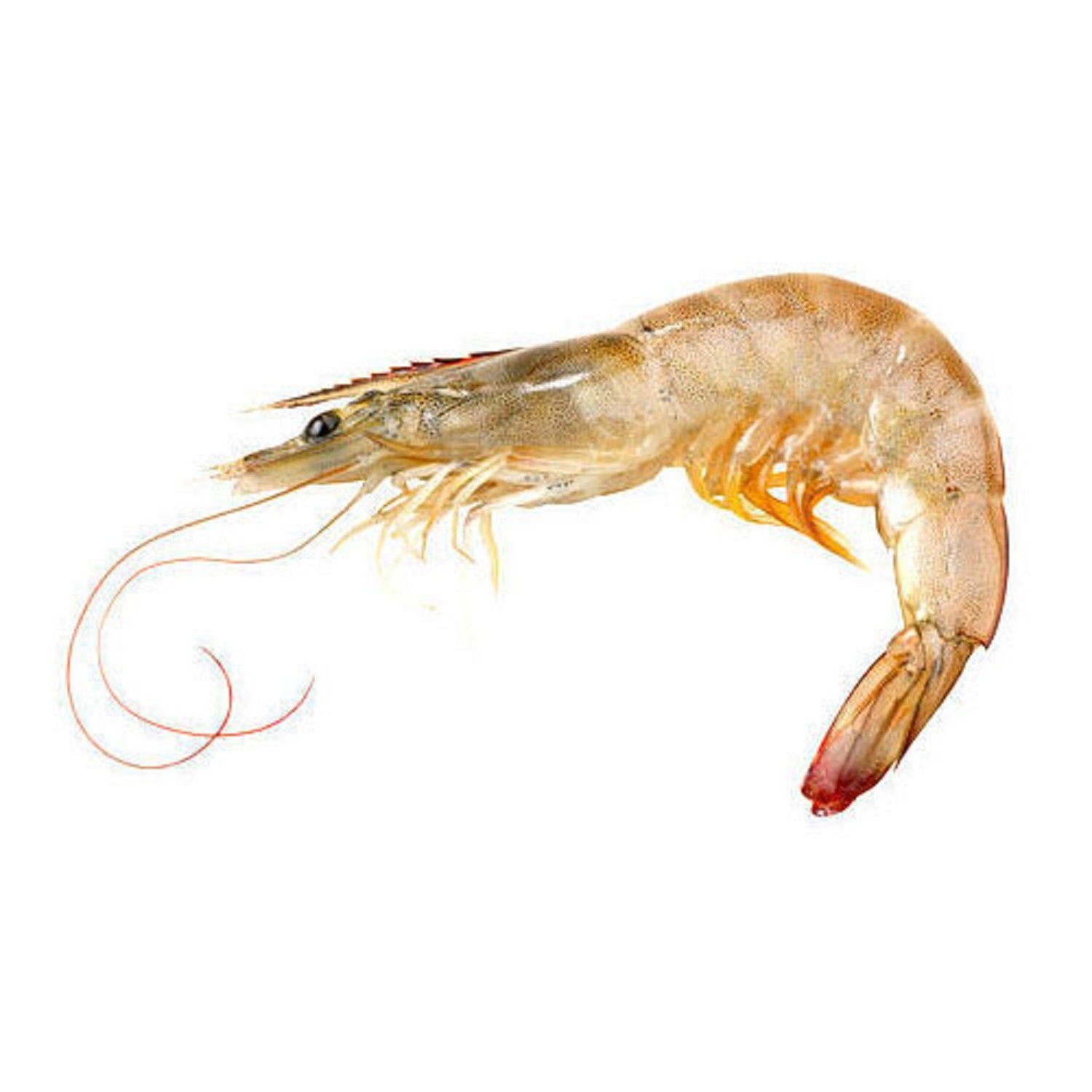 Fresh Frozen Prawn/Natural WILD red Shrimp