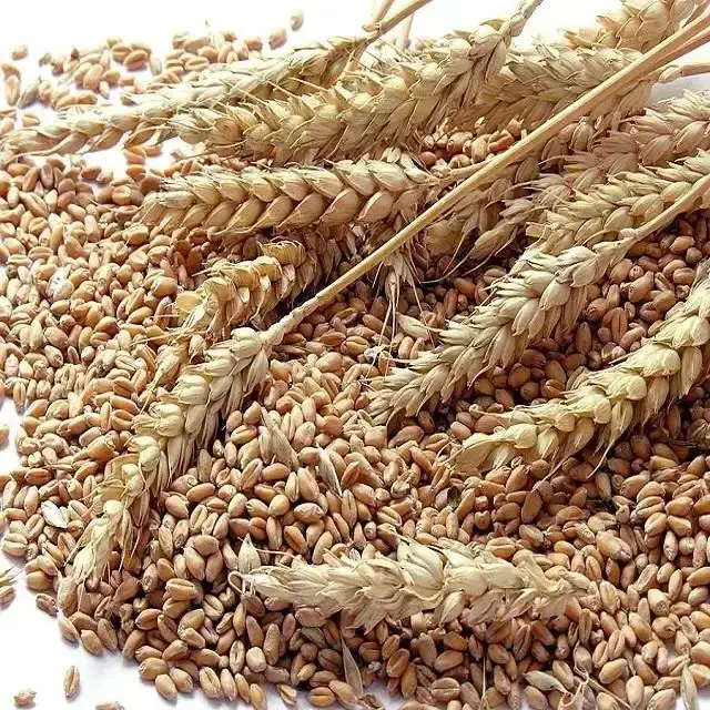 Best Quality Soft and Hard Wheat Grains / Premium Quality Soft Milling Wheat 100% Pure High Quality Wheat, At Low Price