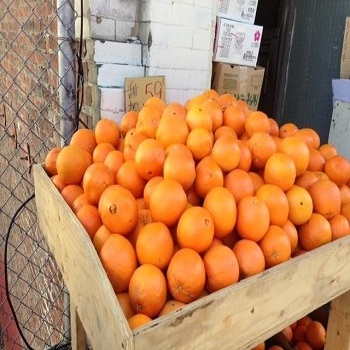 Sweet Juicy Seedless Fresh VALENCIA Orange/ NAVAL ORANGES / Sweet Orange ready for Export