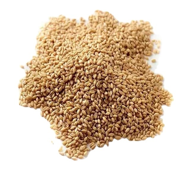 Best Quality Soft and Hard Wheat Grains / Premium Quality Soft Milling Wheat 100% Pure High Quality Wheat, At Low Price