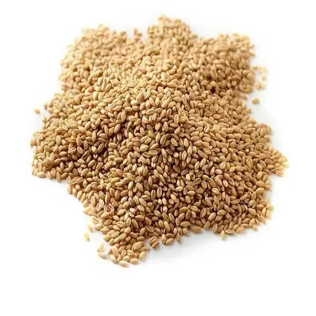 Best Quality Soft and Hard Wheat Grains / Premium Quality Soft Milling Wheat 100% Pure High Quality Wheat, At Low Price