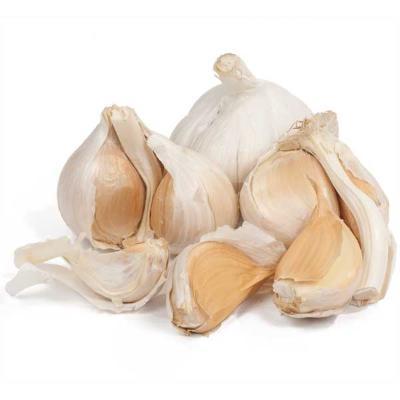 Cheap Wholesale Top Quality Fresh Peeled Garlic In Bulk