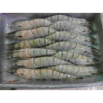 frozen fresh shrimp seafood black tiger prawn OEM box style packaging whole shrimp.