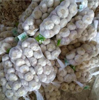 Cheap Wholesale Top Quality Fresh Peeled Garlic In Bulk