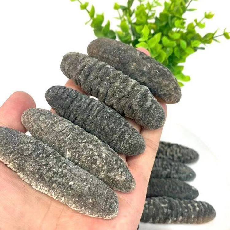 Sea Cucumber is good price and quality