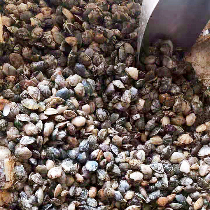 Wholesale frozen shellfish products such as frozen boiled variegated clams and live variegated clam seedlings