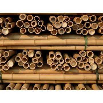 Sale 2023!!! Bamboo In Vietnam Eco Friendly Sustainable Bamboo Poles/ Raw Bamboo Poles/ Bamboo Pole