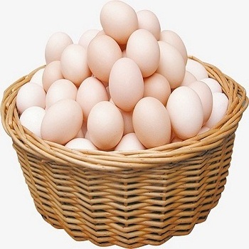 Fertilized chicken eggs