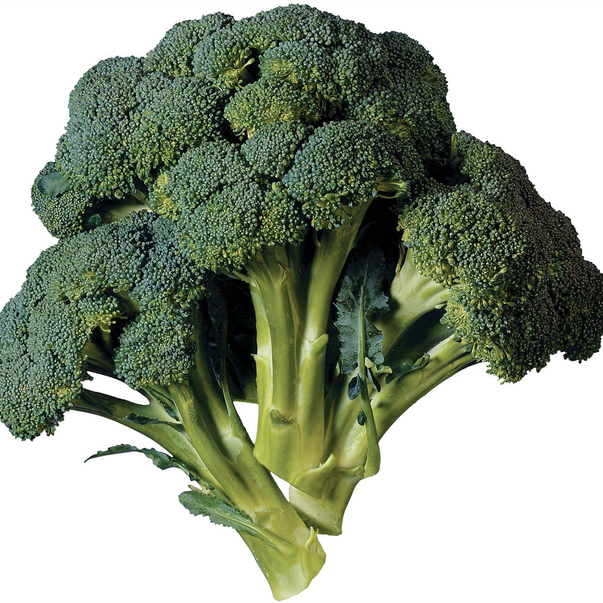 Super Fresh Broccoli Worldwide Exporters