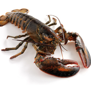 Fresh Live Lobster / Frozen Lobster Supplier