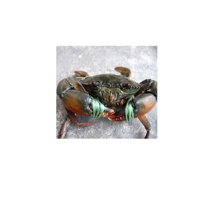 LIVE MUD CRAB Top Quality Mud Crab Live Competitive Price From Thailand at wholesale price