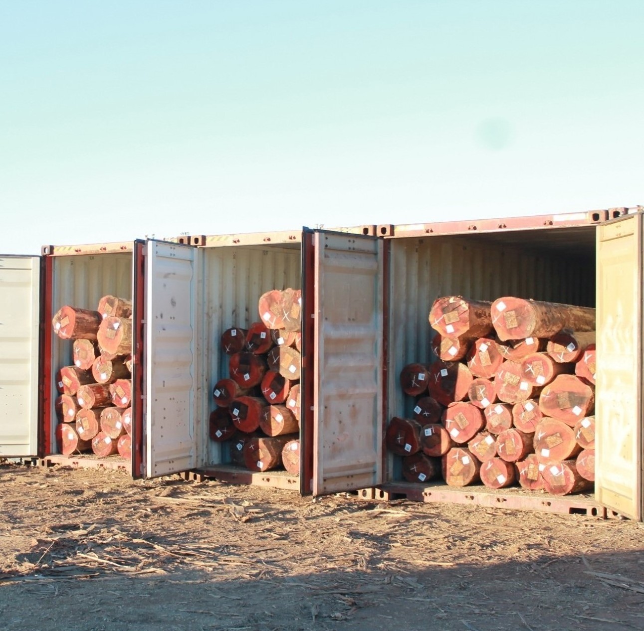 Top Selling Oak, Eucalyptus Wood Logs, Natural Eucalyptus Wood Logs