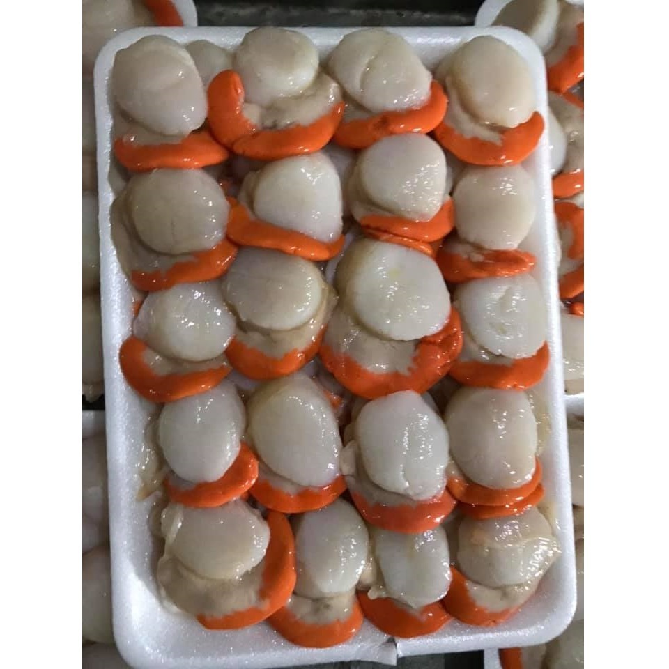 Wholesale frozen shellfish products such as frozen boiled variegated clams and live variegated clam seedlings