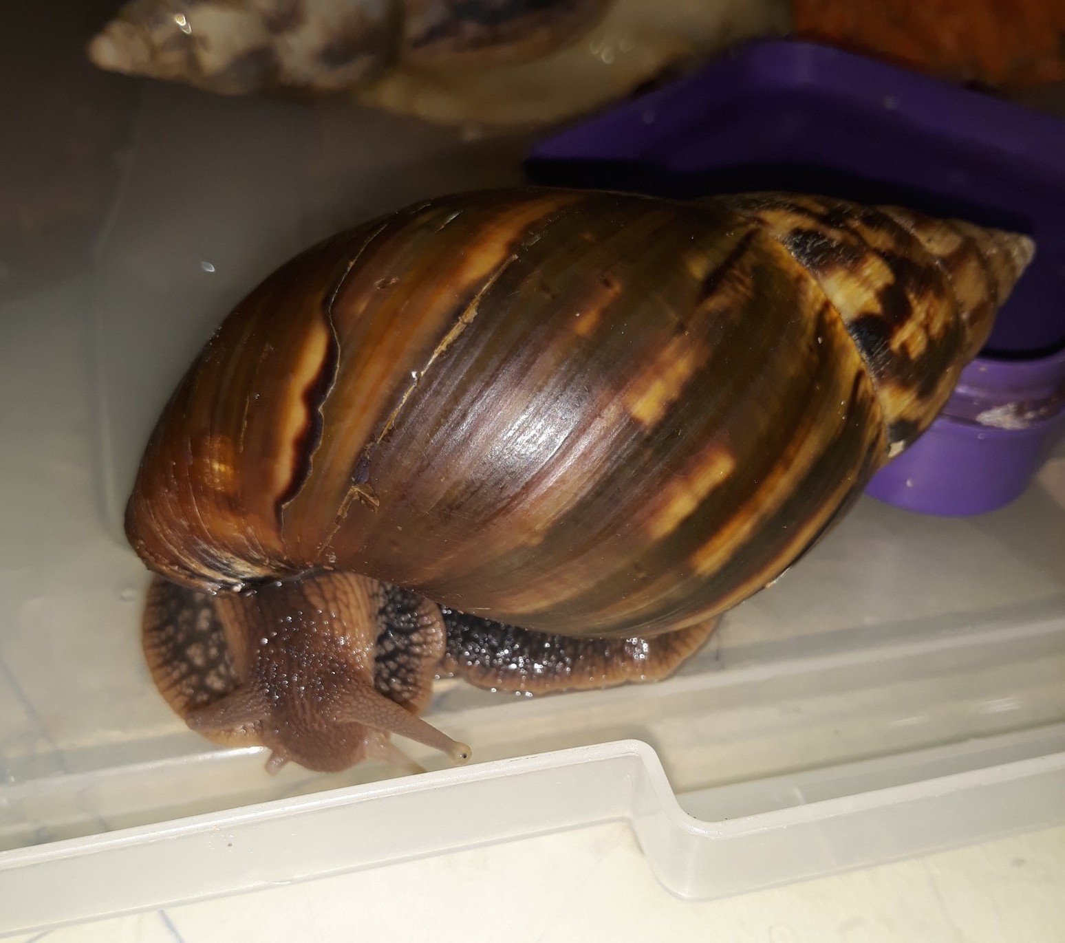 Fresh African Giant Snail