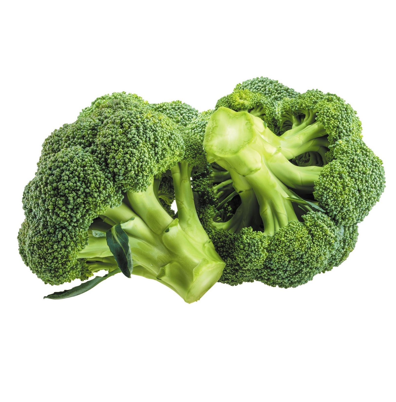 Super Fresh Broccoli Worldwide Exporters