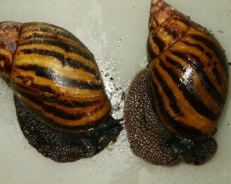 Giant African Land Snails for sale,High Quality Edible Snails Frozen,Dried ,Fresh Snails For sale