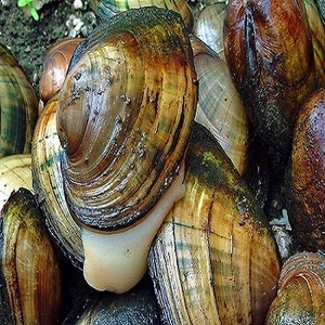 Wholesale frozen shellfish products such as frozen boiled variegated clams and live variegated clam seedlings