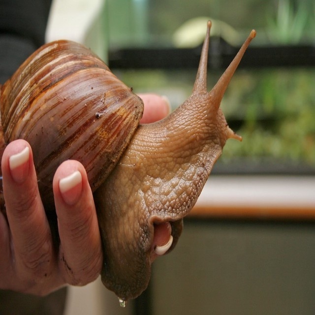 Giant African Snails