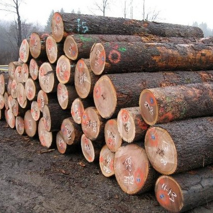 Eucalyptus Hardwood Softwood Round Wood Logs, Eucalyptus Wood Logs, Natural Eucalyptus Wood Logs