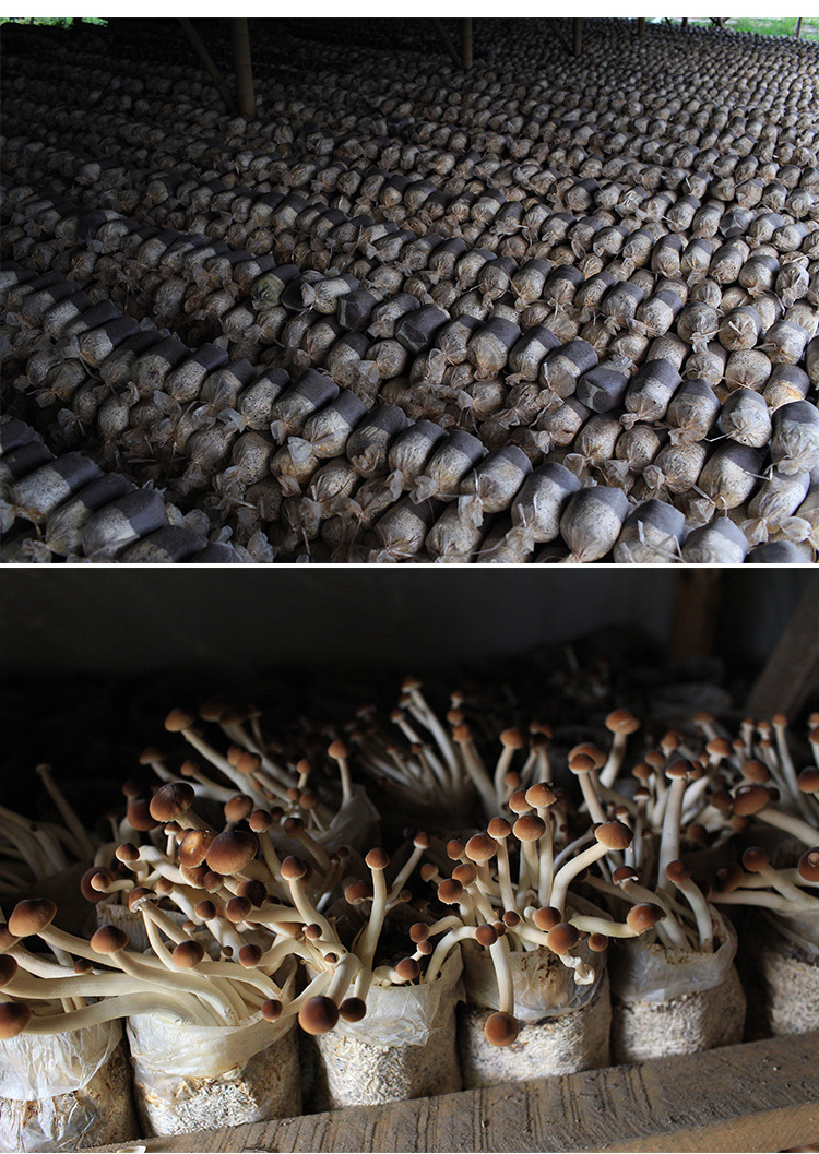 Wholesale Price High Quality Organic Food Spawn Dried Shiitake Mushroom