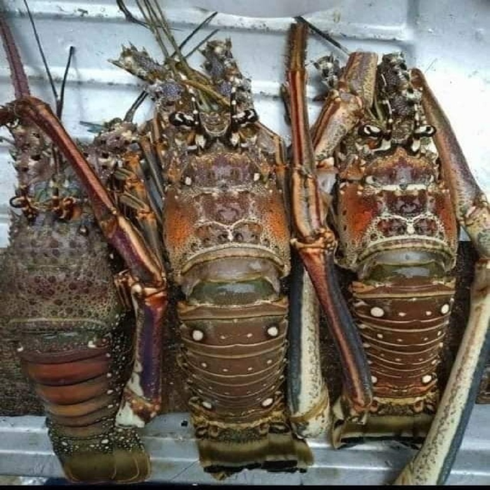 Fresh Live Lobster / Frozen Lobster Supplier