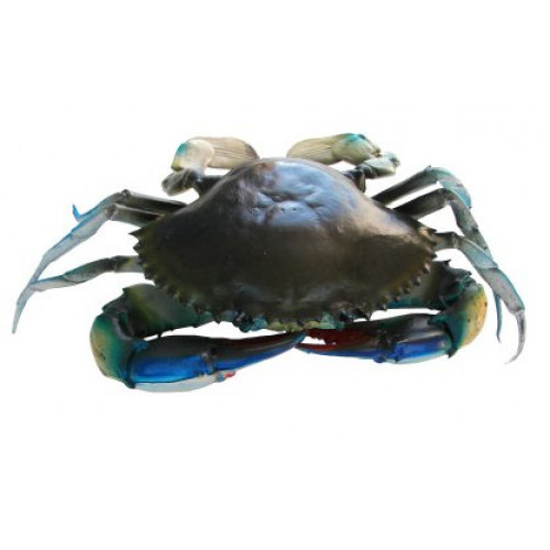 Bulk Stock Available Of Live Mud Crabs / Frozen mud crab Seafood / Fresh crabs At Wholesale Prices