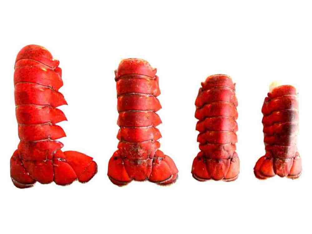 Lobster Red Claw Live Frozen Lobster Crayfish For Sale