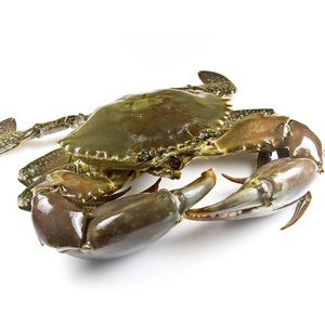 Bulk Stock Available Of Live Mud Crabs / Frozen mud crab Seafood / Fresh crabs At Wholesale Prices