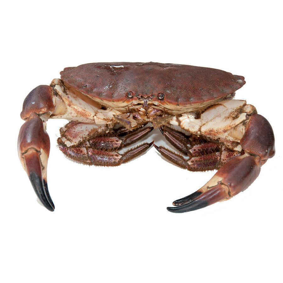 Best supplier MUD CRAB/ CRAB ROE /MEAT CRAB for standard restaurant Blue crab Ca Mau Crab