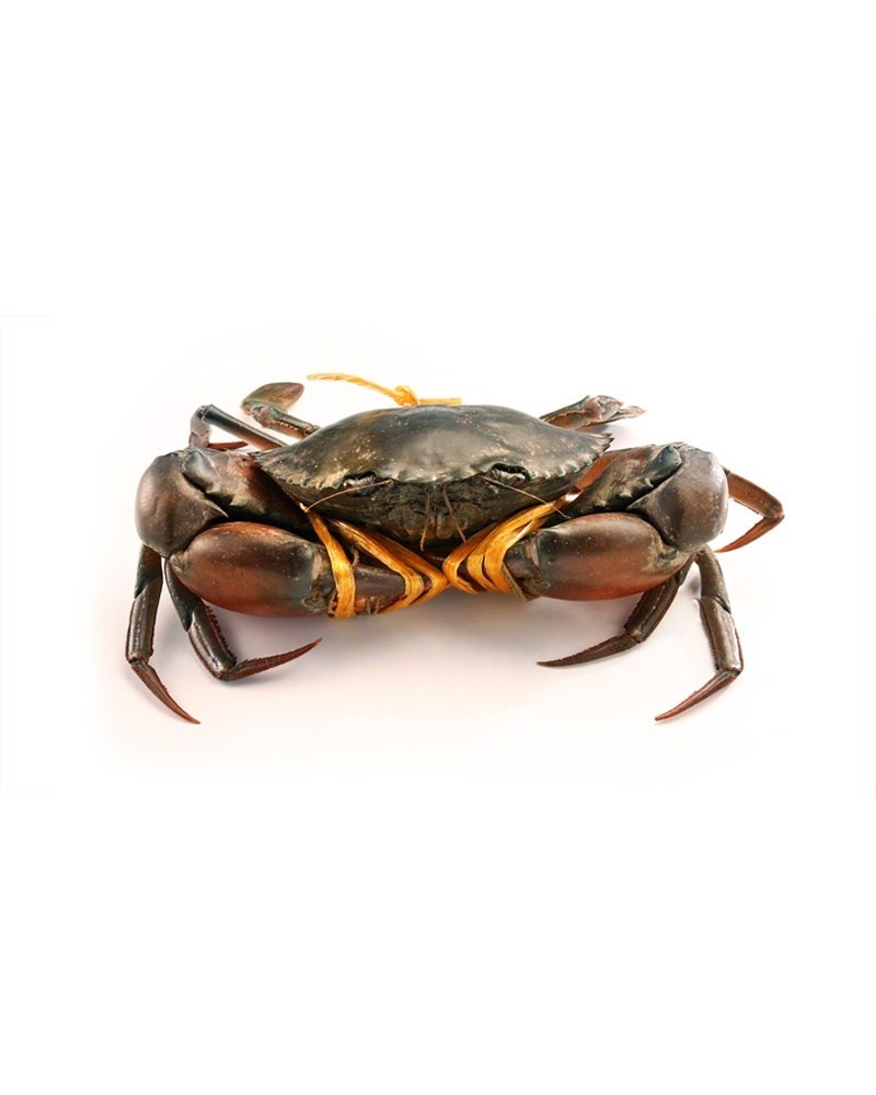 Bulk Stock Available Of Live Mud Crabs / Frozen mud crab Seafood / Fresh crabs At Wholesale Prices