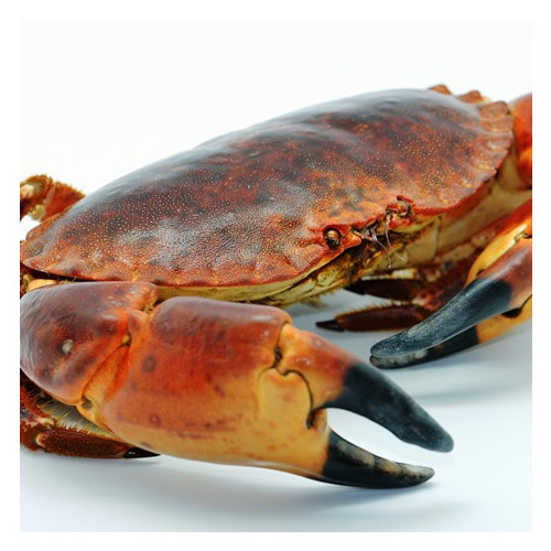 Best supplier MUD CRAB/ CRAB ROE /MEAT CRAB for standard restaurant Blue crab Ca Mau Crab