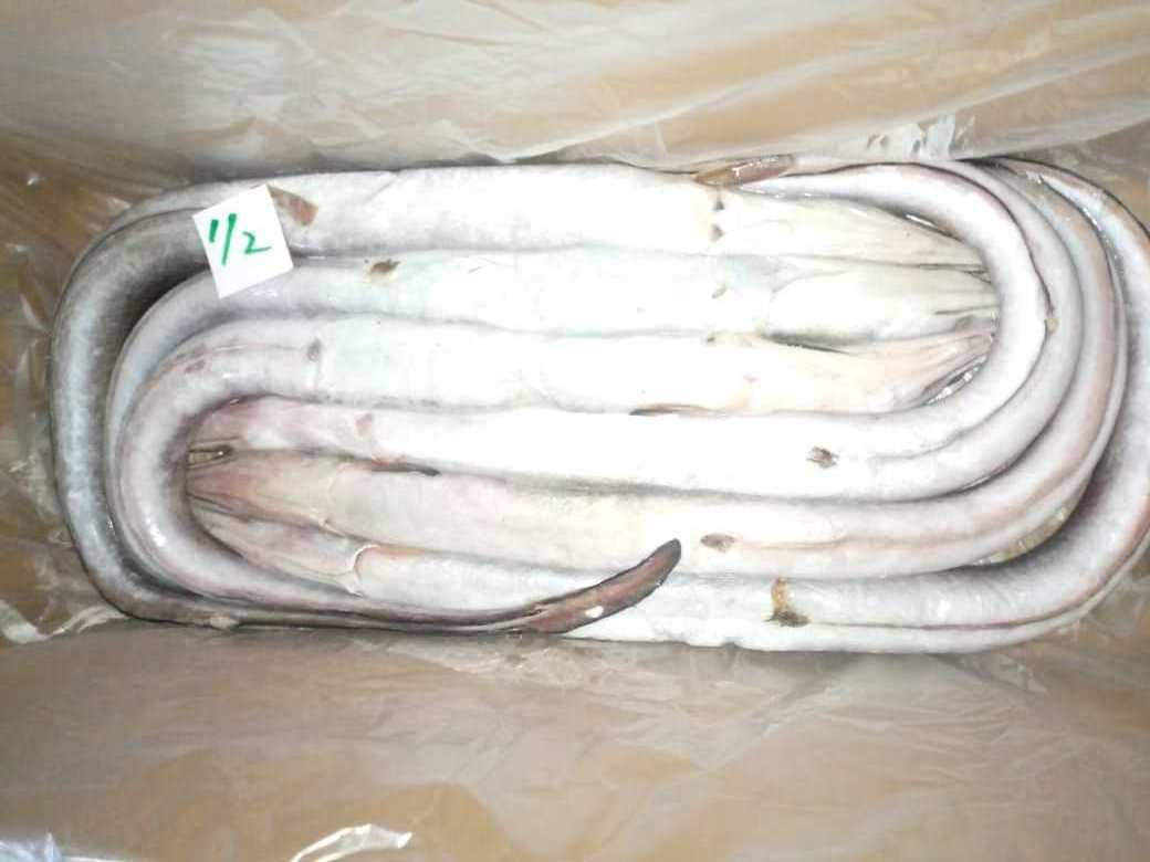 DRIED EEL FISH MAW_CHEAPEST PRICE- PREMIUM QUALITY