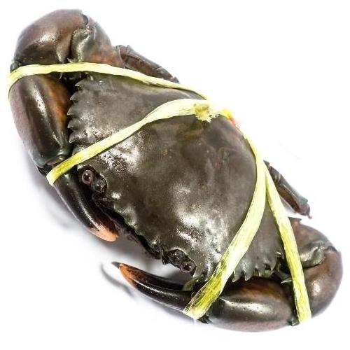 Best supplier MUD CRAB/ CRAB ROE /MEAT CRAB for standard restaurant Blue crab Ca Mau Crab