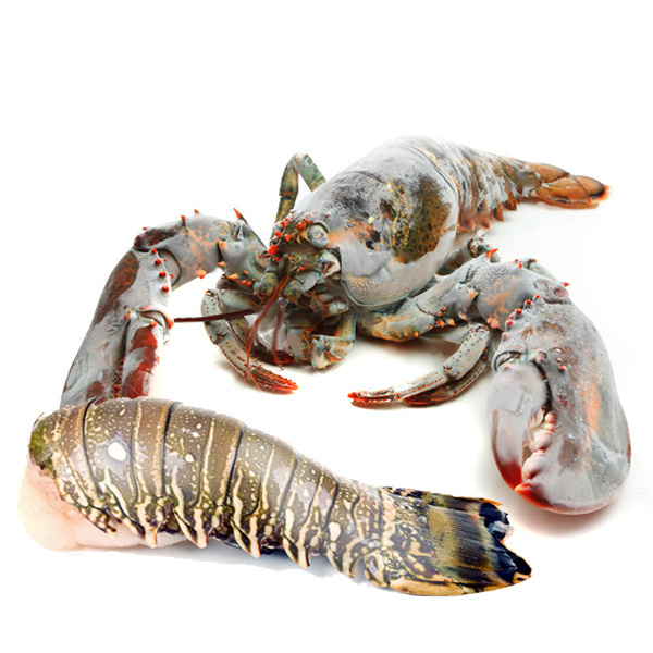 Lobster Red Claw Live Frozen Lobster Crayfish For Sale