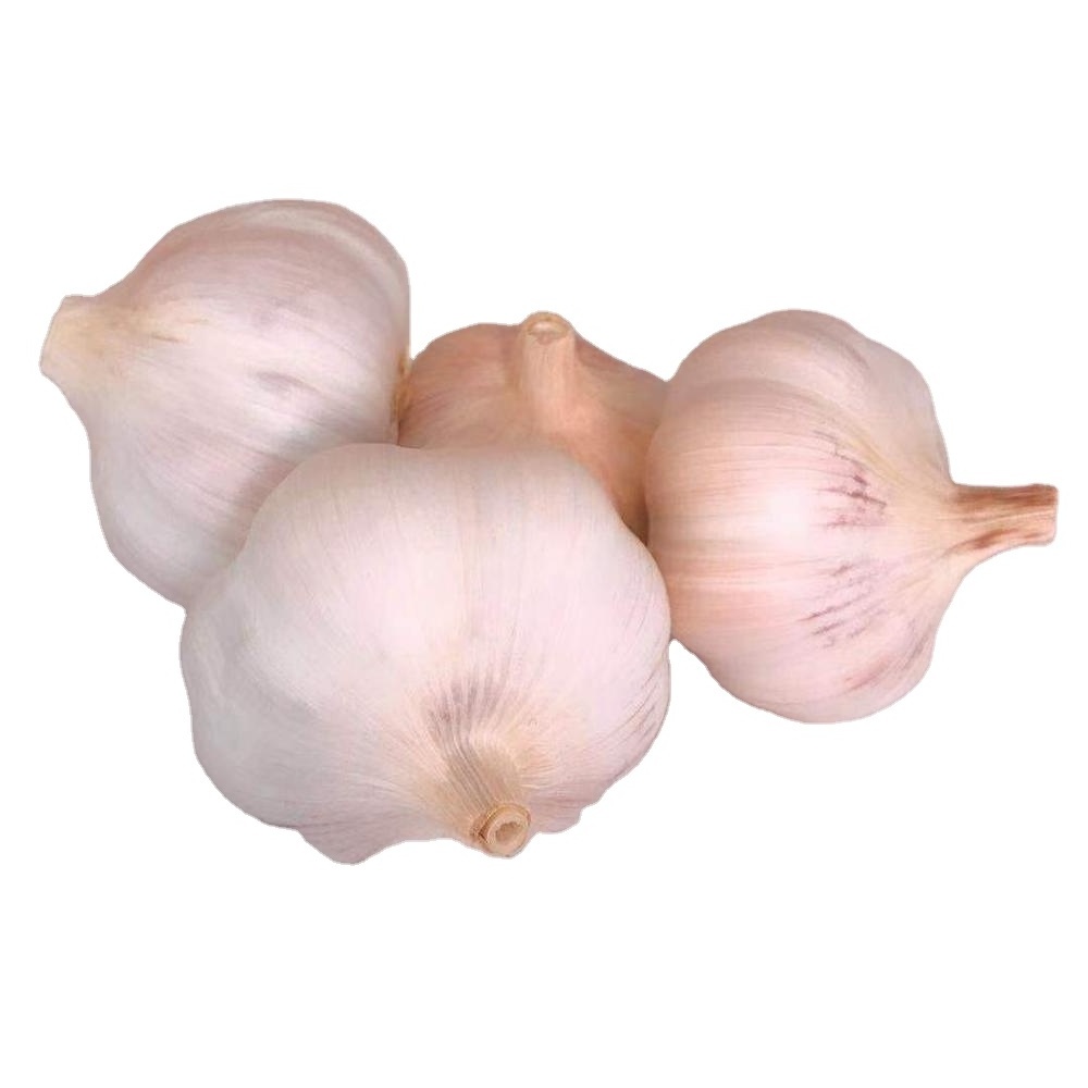 Organic 10kg packing garlic fresh snow white garlic for sale