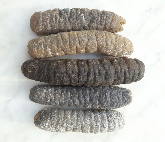 Frozen Price Dried Sea Cucumber Of Dried Sea Cucumber