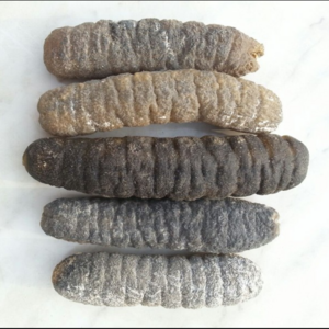 Frozen Price Dried Sea Cucumber Of Dried Sea Cucumber