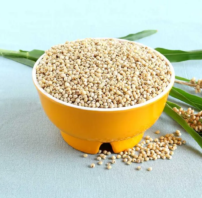 Grain Sorghum Seed Manufacturers In Thailand