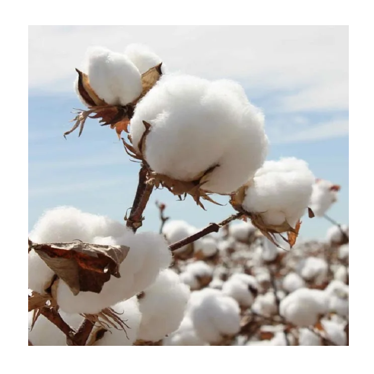 Raw Cotton Bales Organic Raw Cotton Bales Natural Raw Cotton Bales Suppliers