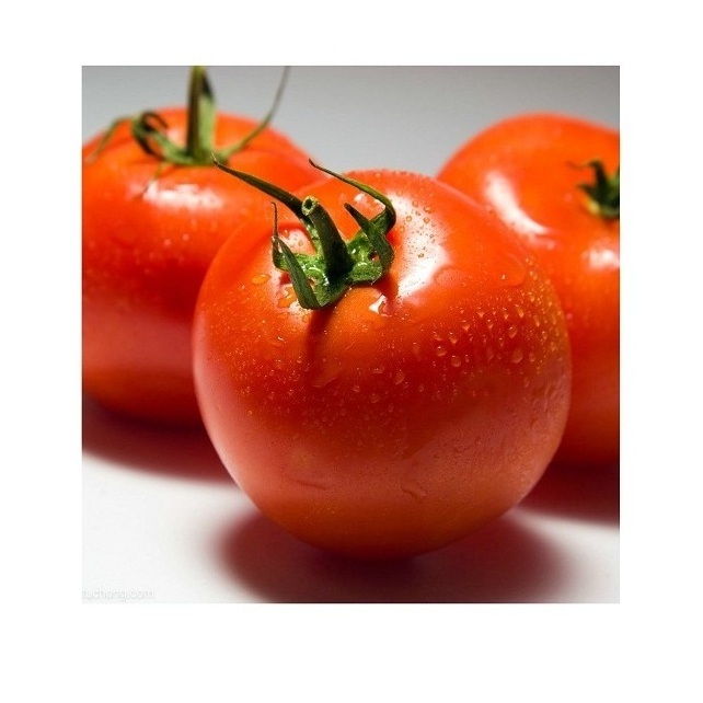 Wholesale Manufacturer and Supplier From Thailand Fresh Beef Tomato High Quality Cheap Price