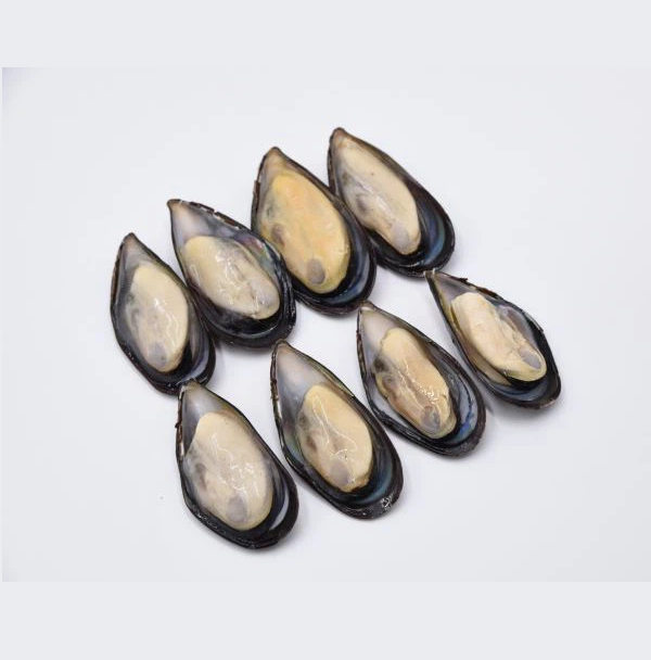 High Quality Frozen Seafood Musses With Shell / Mussels Meat Available For Sale At Low Price