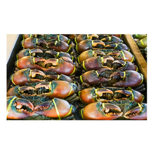 Wholesale Price Live Mud Crabs / Frozen mud crab Seafood / Fresh crabs Bulk Stock Available For Sale