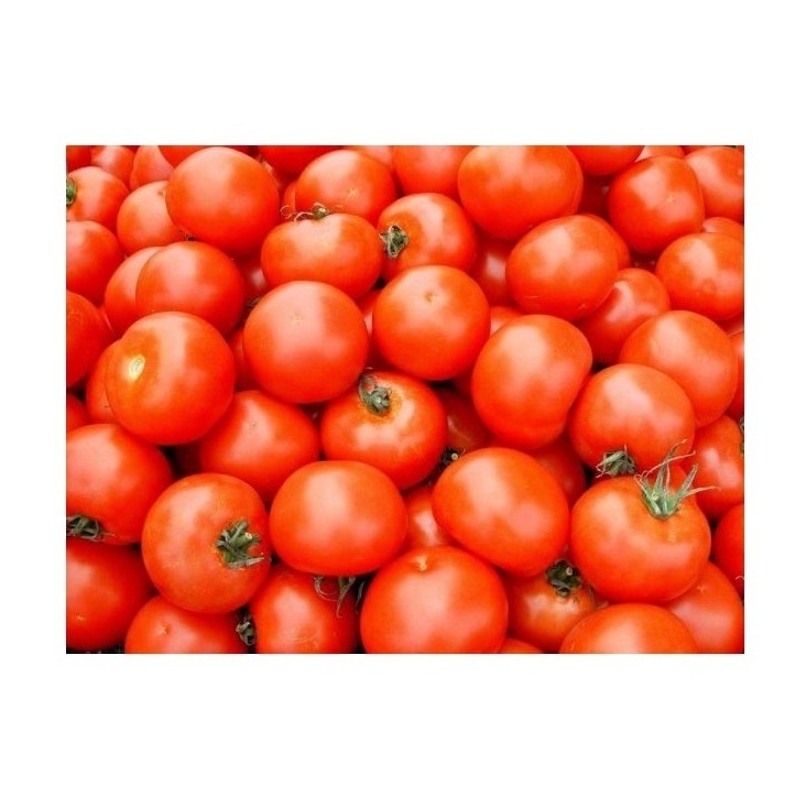 Cheap Price Supplier Fresh Beef Tomato At Wholesale Price With Fast Shipping