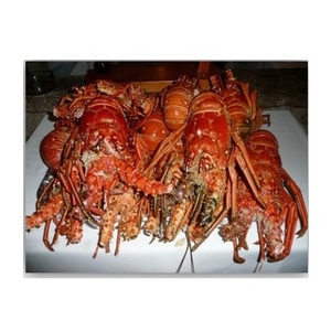 Frozen Lobster / Frozen Lobster Tail / Fresh Live